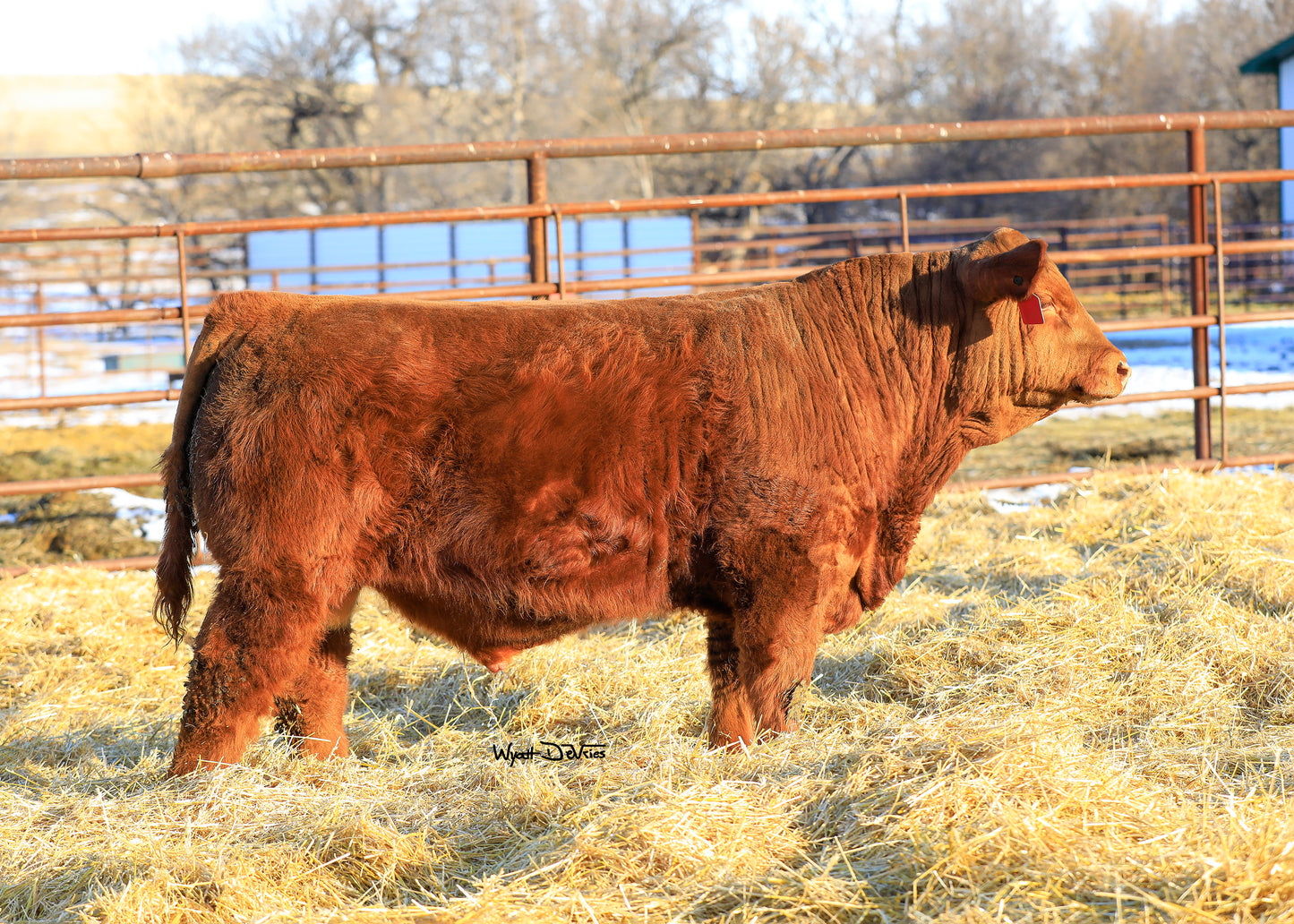 JRI Ms Presto 282B41 x PHG Game On L48 Embryos