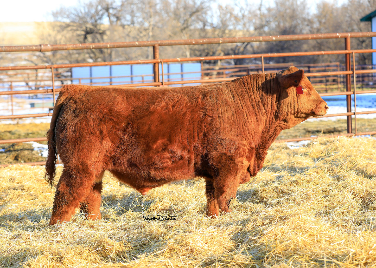 JRI Ms Presto 282B41 x MCCA Gunner 947G Embryos - Exportable