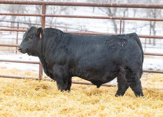 PHG La Bamba L48 - Just Do It Son