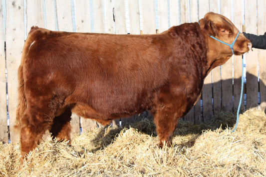 PHG Ultra Violet U02 x NGC X-Rated 84X Embryos