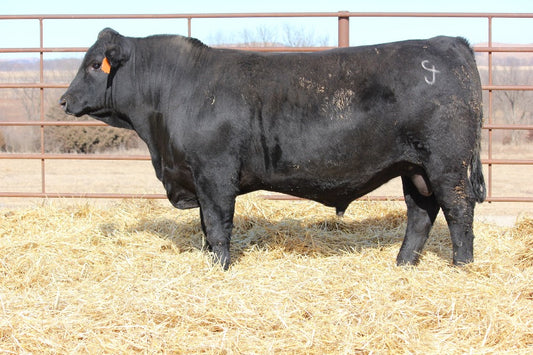 Gelbvieh Semen - MDR N.H. Blackout 7412E