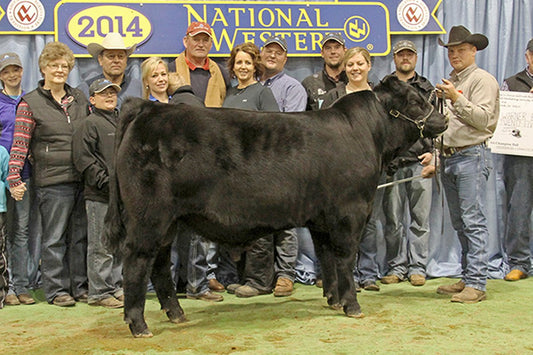 VVGR Elegance 716T x DLW Alumni 7513A Embryos