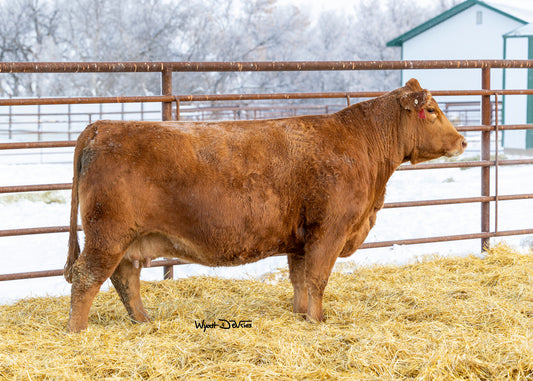 PHG Hamilton H10 - US Qualified Semen