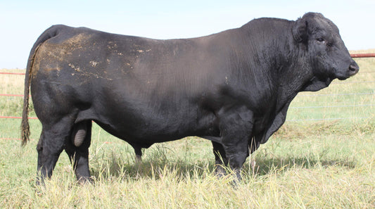 PHG Ultra Violet U02 x COLB Mr. Xavier X812 Embryos