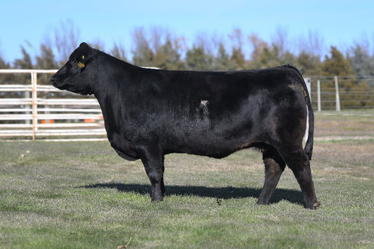 Gelbvieh Embryos - PHG Blossom B83