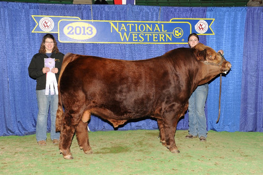 Gelbvieh Embryos - RWG Yikes 1512