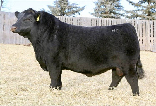 Gelbvieh Embryos - HF Alcatraz 60F