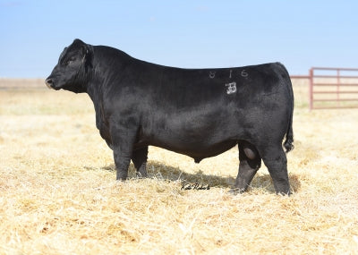 Gelbvieh Embryos - E&B Plus One