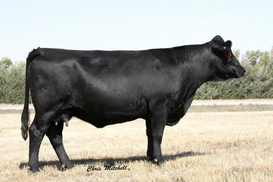 PHG Ultra Violet U02 x KTHU El Paso X114 Embryos