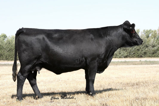 PHG Ultra Violet U02 x RWG Why Me 9515 Embryos