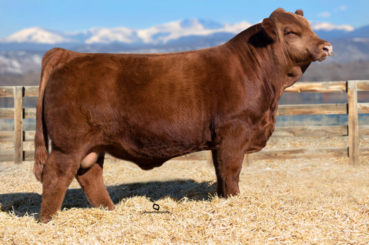 DDN Belly River Zed-X 230Z x MCCA Gunner 947G Embryos - Exportable