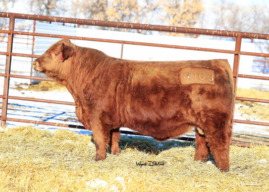 JRI Ms Presto 282B41 x PHG Legendary L393 ET Embryos