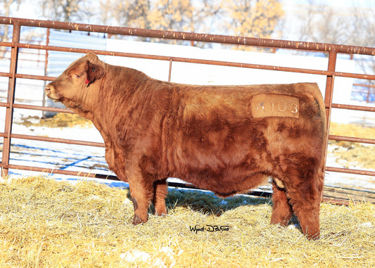 JRI Ms Presto 282B41 x PHG Just Do It J120 Embryos - Exportable