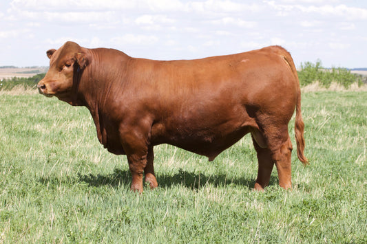 DDN Belly River Zed-X 230Z x RWG Exact Combination 7409 Embryos