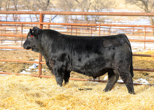 DDN Belly River Zed-X 230Z x PHG Just Do It Embryos - Exportable