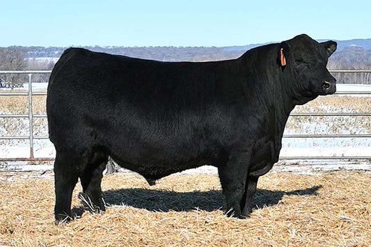 DDN Belly River Zed-X 230Z x Schiefelbein Goat 271 Embryos