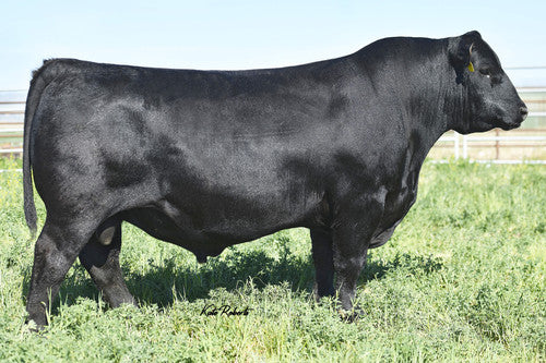 DDN Belly River Zed-X 230Z x EXAR Stock Fund 9097B Embryos