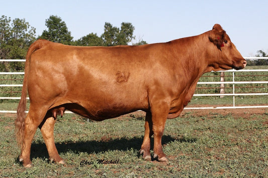 COL 61S - Purebred Gelbvieh Donor Female - Dam of Embryos