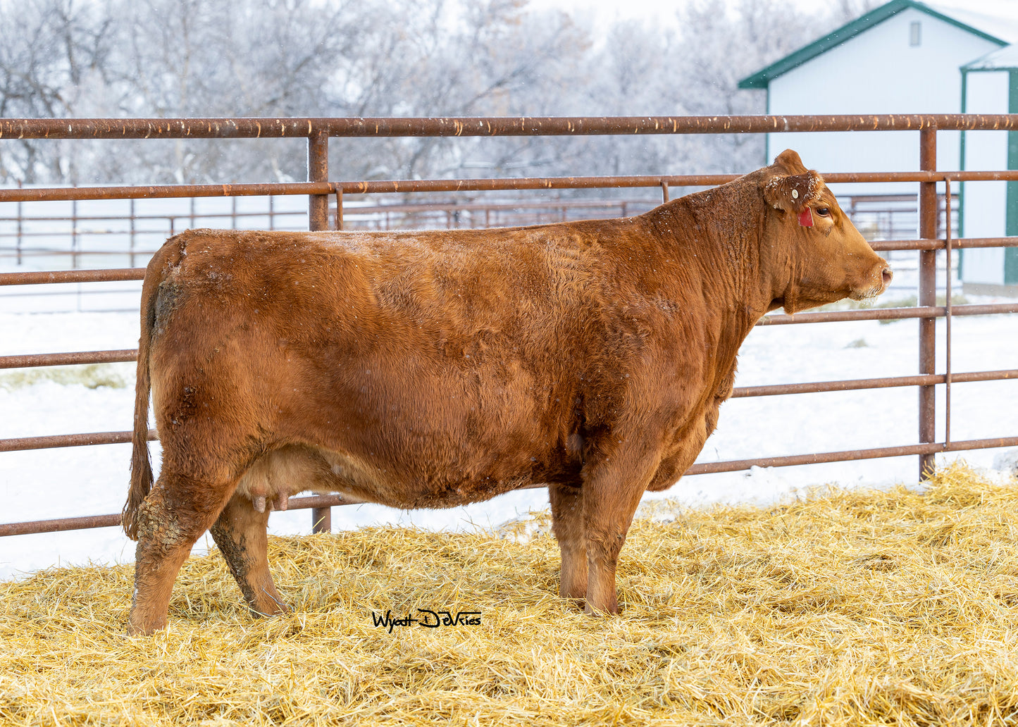 PHG Hamilton H10 - US Qualified Semen