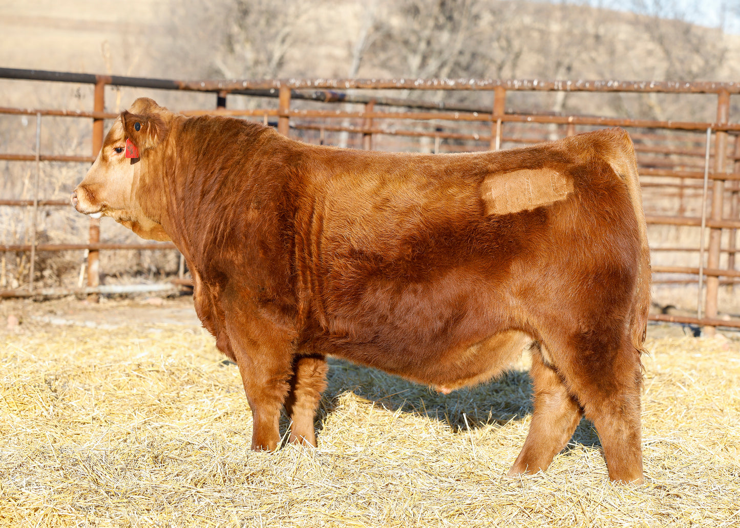 PHG Hamilton H10 - US Qualified Semen