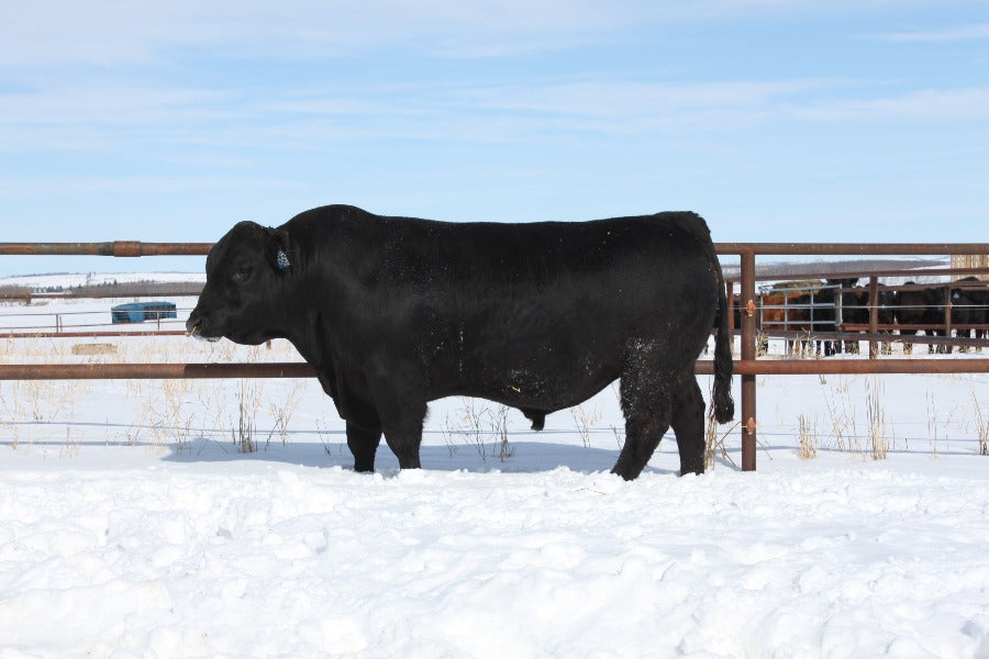 RWG Why Me 9515 - Purebred Gelbvieh Bull - Sire of Embryos