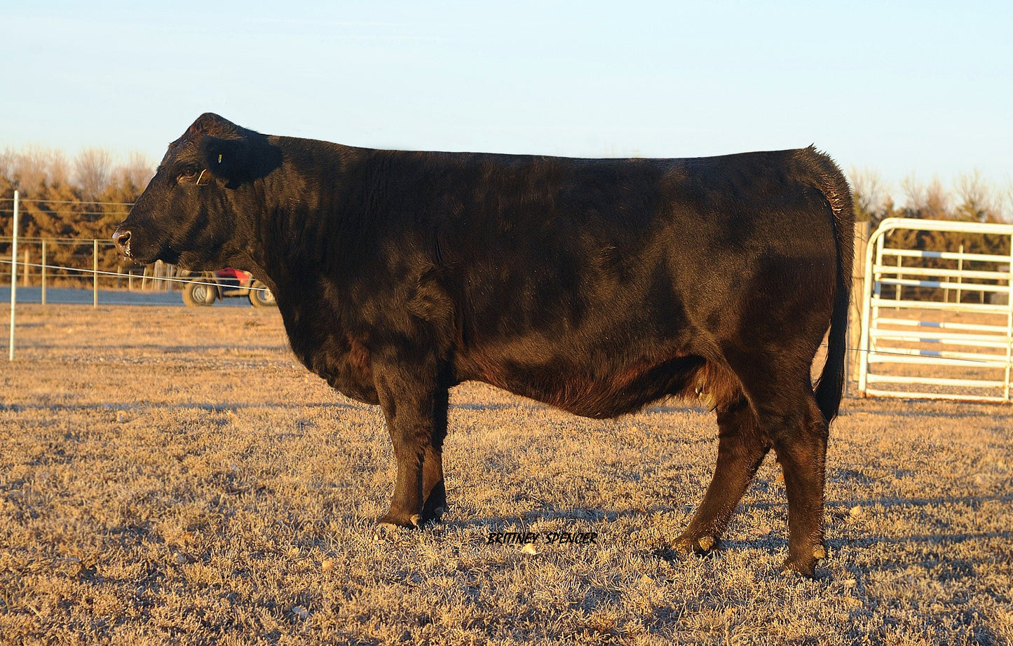 VVGR Elegance 716T x DVE Davidson Payday 59W Embryos