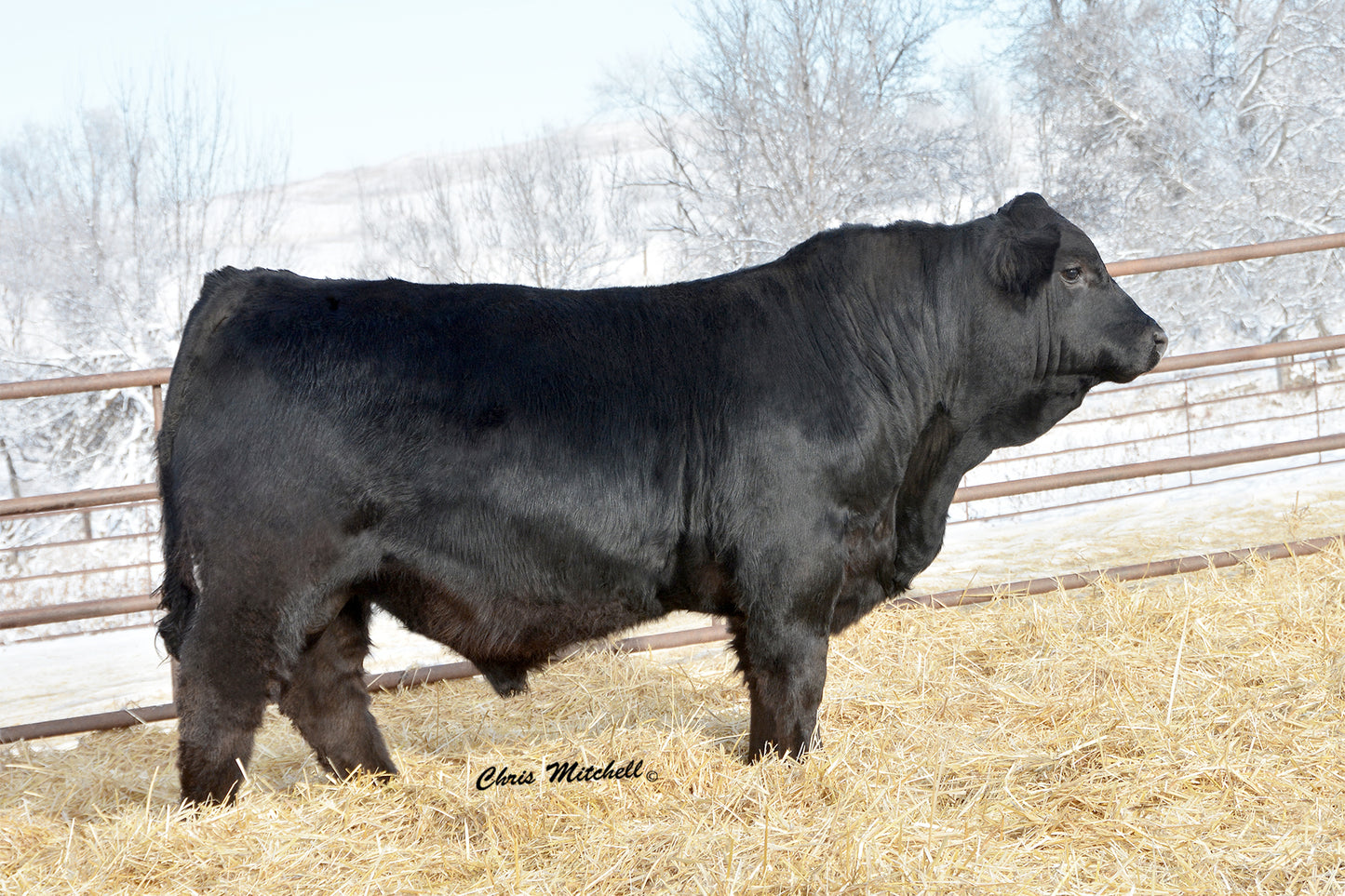 VVGR Miss 755T x DVE Davidson Payday 59W Embryos - Exportable