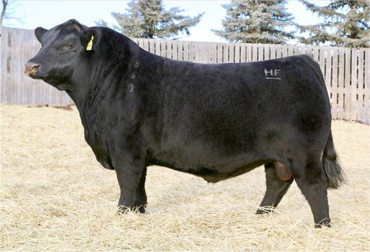Gelbvieh Embryos PHG Blossom B83 X HF Alcatraz 60F Exportable gelbvieh-embryos-phg-blossom-b83-x-hf-alcatraz-60f-exportable