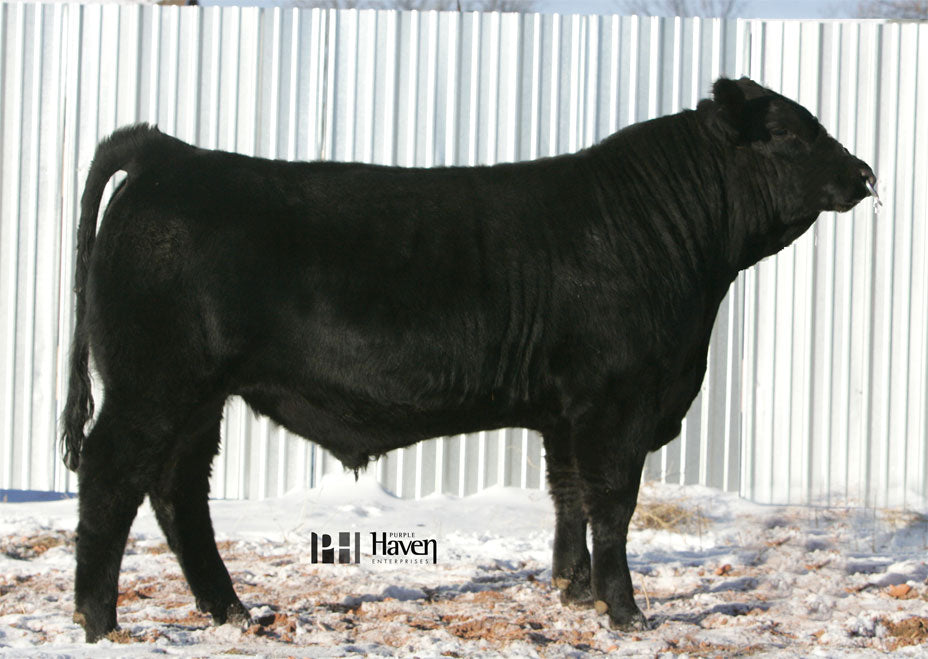 Gelbvieh Semen - PHG Top Shelf T50